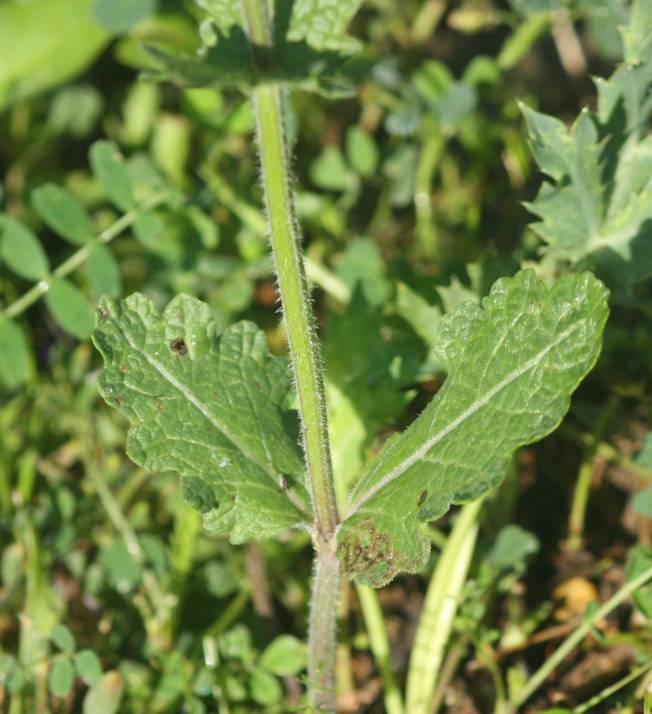 Salvia da identificare