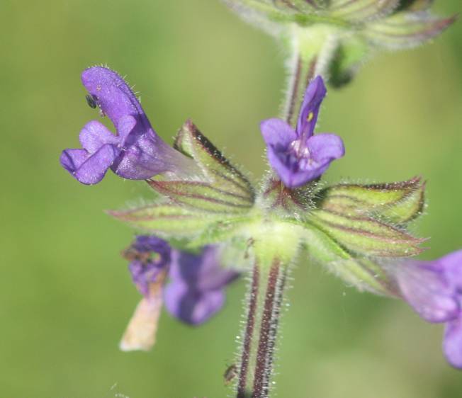 Salvia da identificare