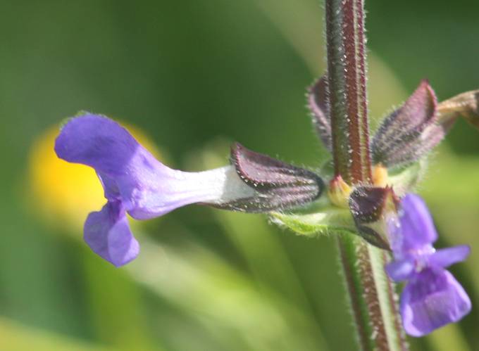 Salvia da identificare