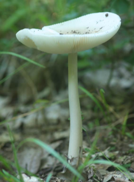 Amanita da identificare