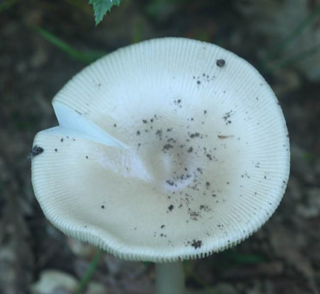 Amanita da identificare