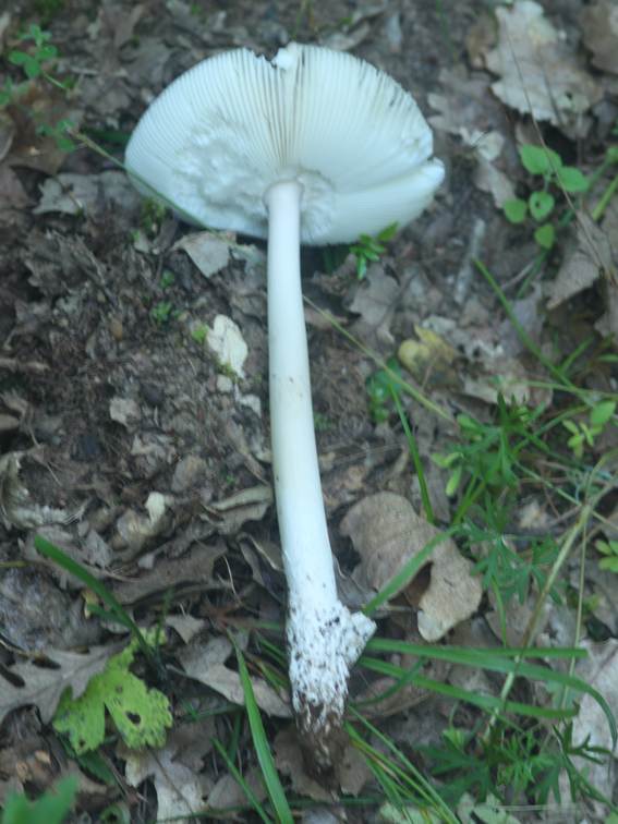 Amanita da identificare