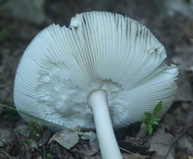 Amanita da identificare