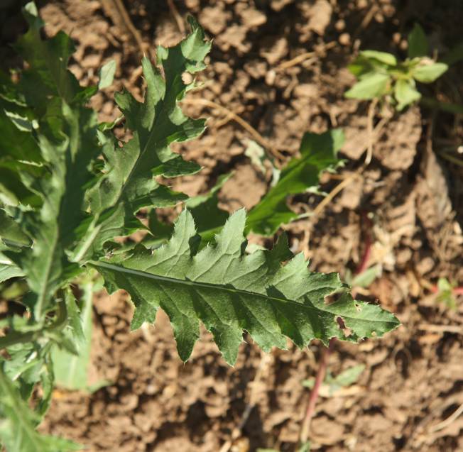 Cirsium arvense (Asteraceae)