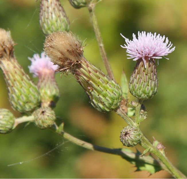 Cirsium arvense (Asteraceae)