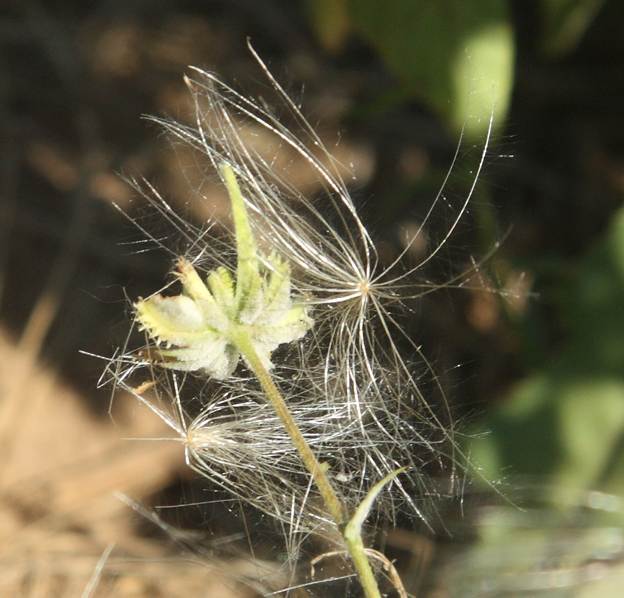 Cirsium arvense (Asteraceae)