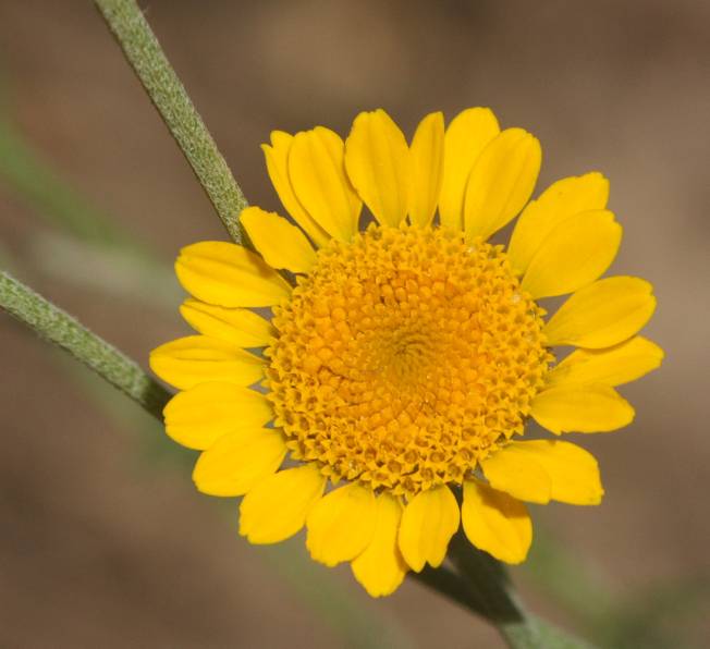 Cota tinctoria  / Camomilla per tintori