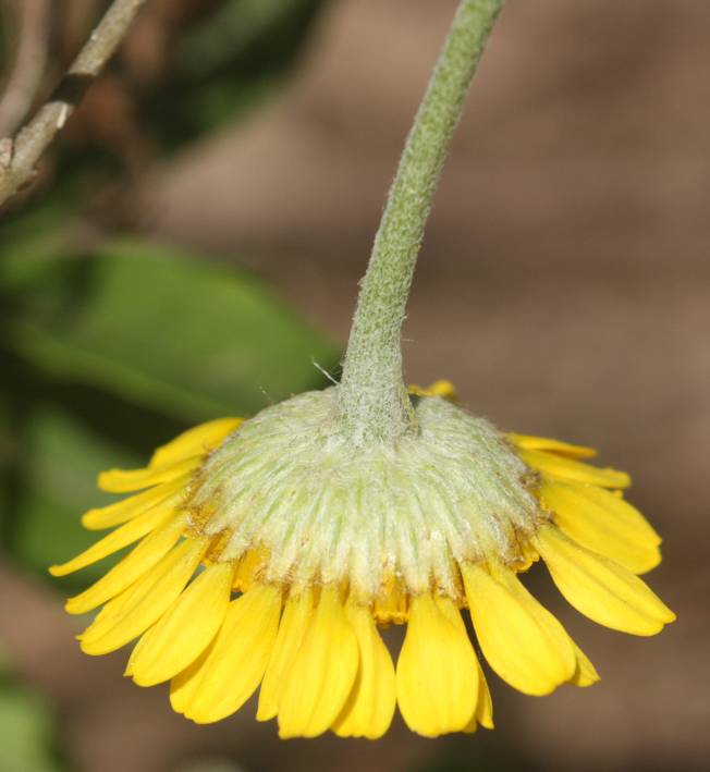 Cota tinctoria  / Camomilla per tintori