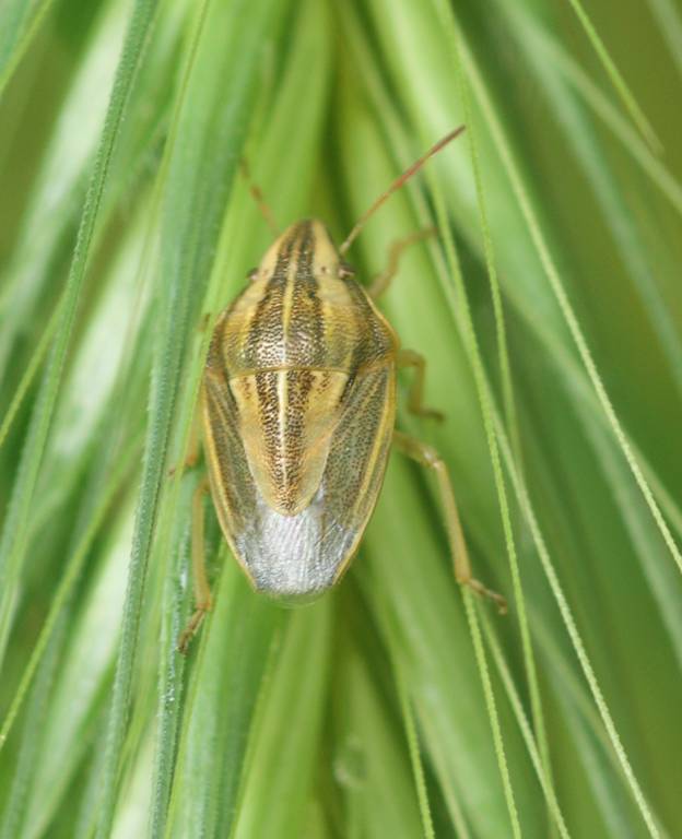 Odontotarsus?  No,  Aelia cfr. acuminata (Pentatomidae)