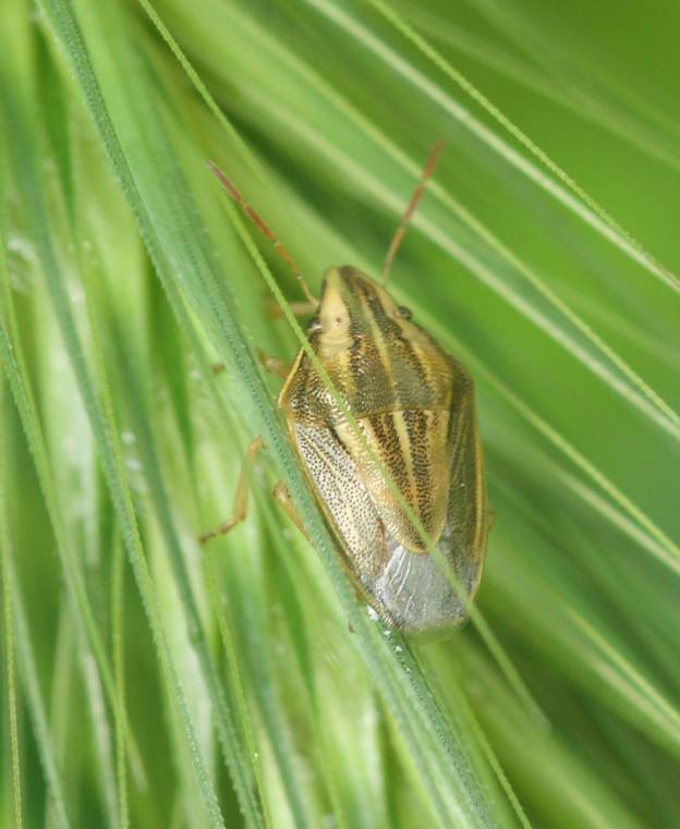 Odontotarsus?  No,  Aelia cfr. acuminata (Pentatomidae)