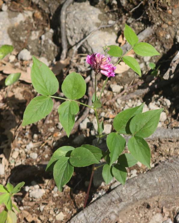 Lathyrus venetus