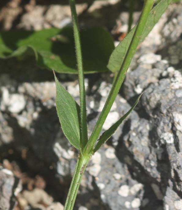 Lathyrus venetus