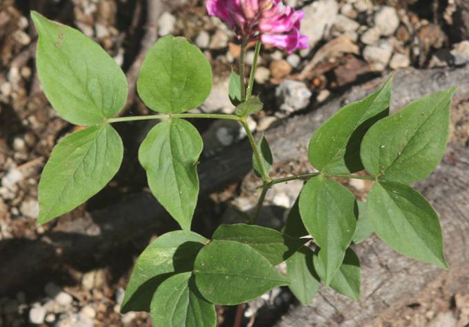 Lathyrus venetus