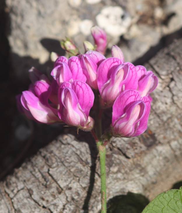 Lathyrus venetus