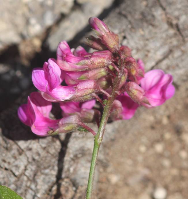 Lathyrus venetus