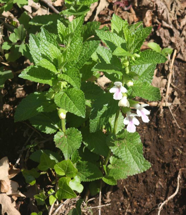 Melittis melissophyllum