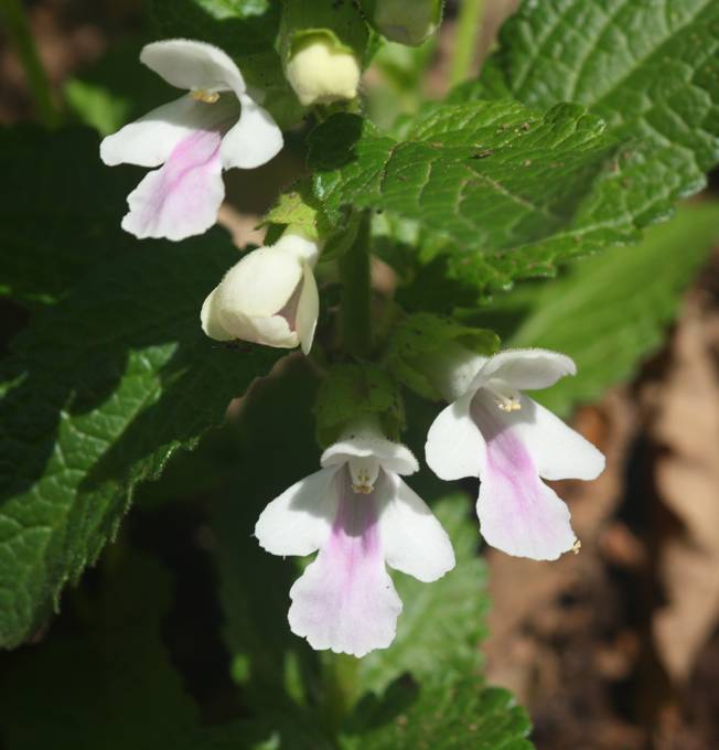 Melittis melissophyllum