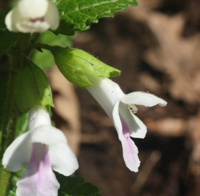 Melittis melissophyllum