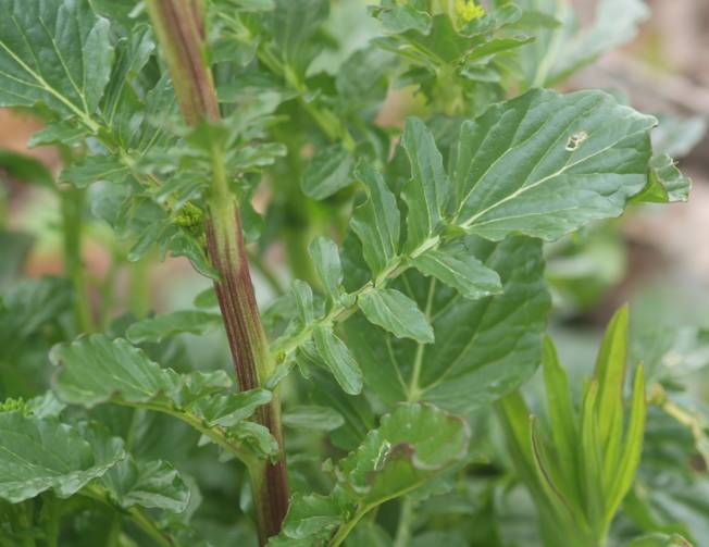 Barbarea vulgaris