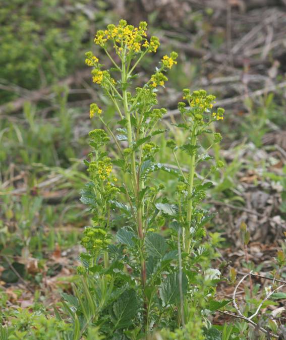 Barbarea vulgaris