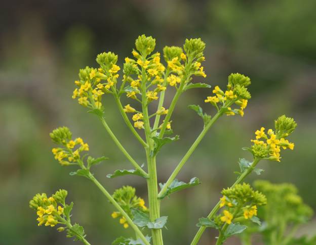 Barbarea vulgaris