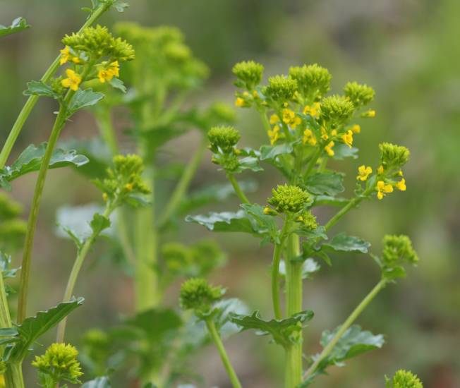 Barbarea vulgaris