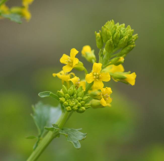 Barbarea vulgaris