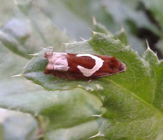 Da Identificare: Epiblema foenella - Tortricidae