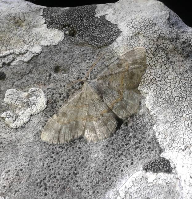 Geometridae: Charissa variegata? ...S...