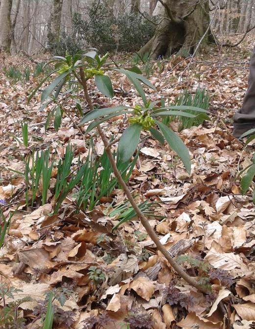 Daphne laureola