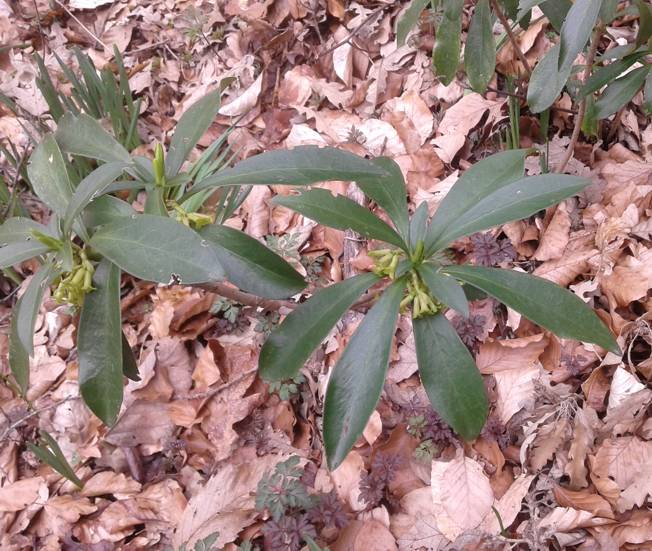 Daphne laureola