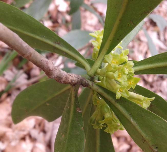 Daphne laureola