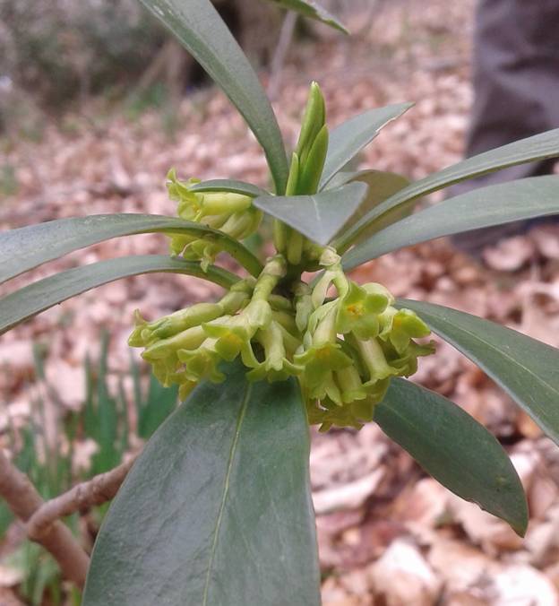 Daphne laureola