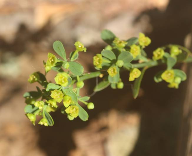 Euphorbia? no, Osyris alba (Santalaceae)