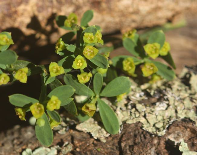 Euphorbia? no, Osyris alba (Santalaceae)