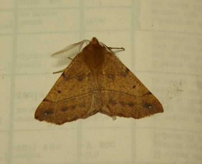 Geometridae: Colotois pennaria