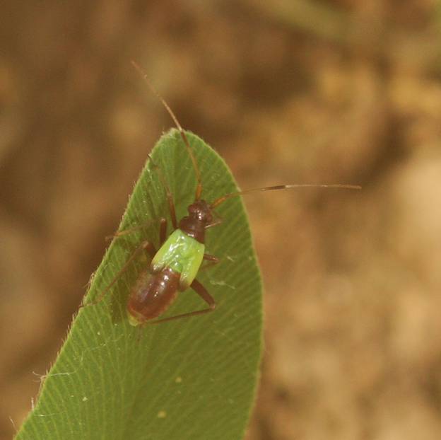 Miridae: ninfa da identificare