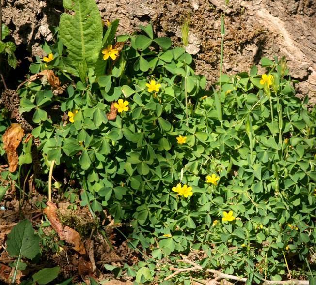 Oxalis stricta?