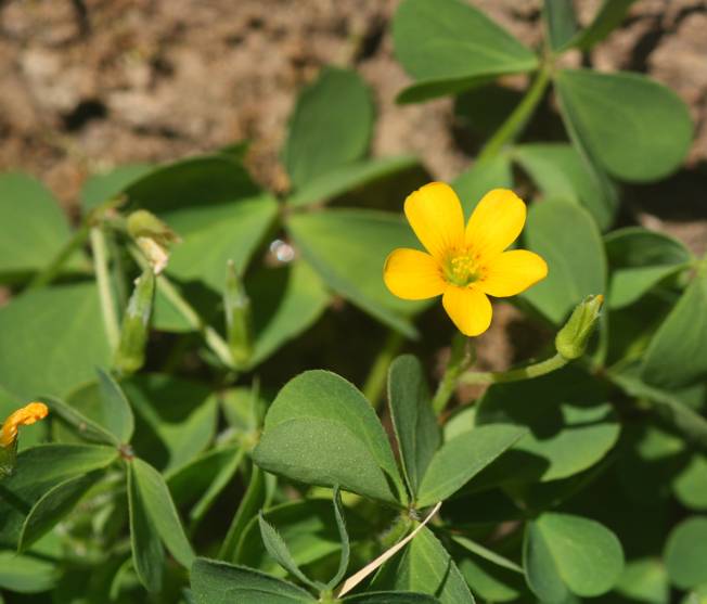 Oxalis stricta?