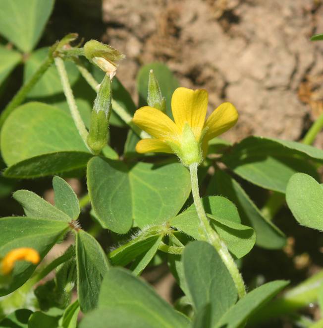 Oxalis stricta?