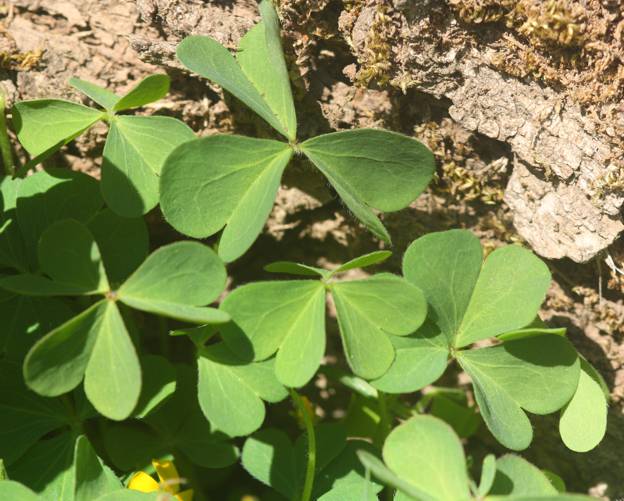 Oxalis stricta?