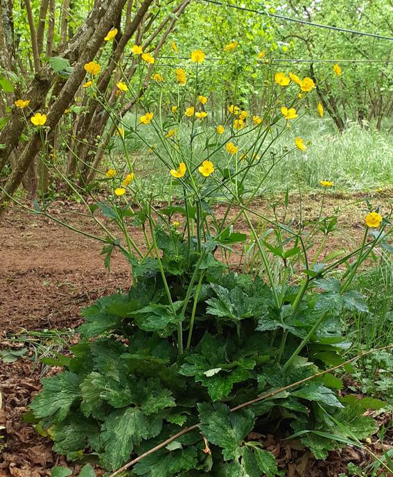 Ranunculus lanuginosus