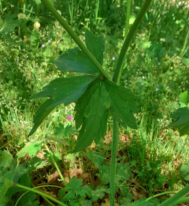 Ranunculus lanuginosus