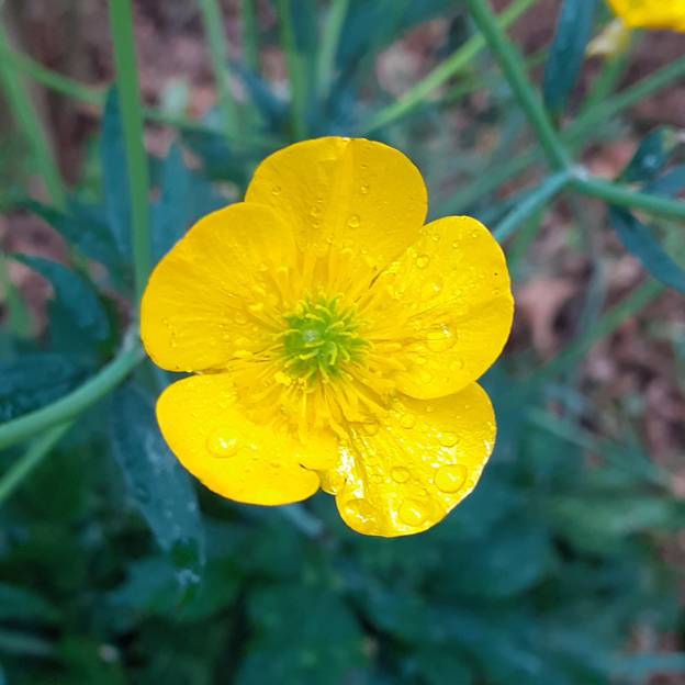 Ranunculus lanuginosus