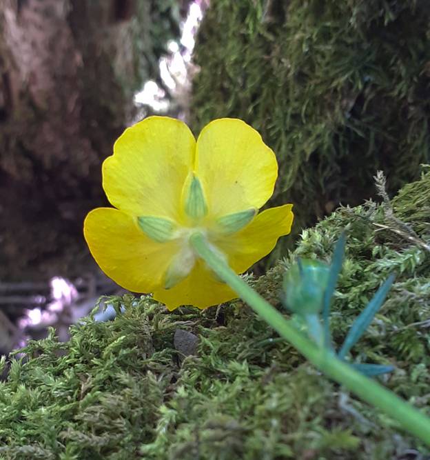 Ranunculus lanuginosus