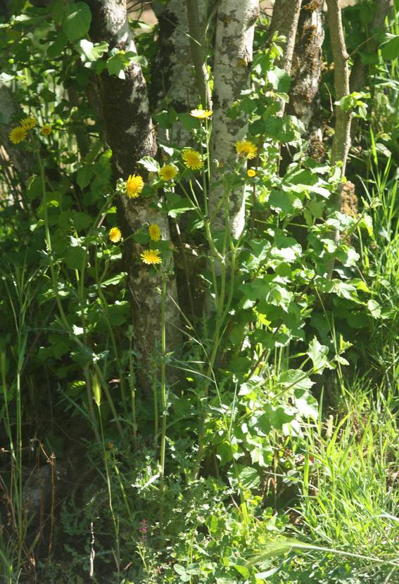 Sonchus asper (Asteraceae)