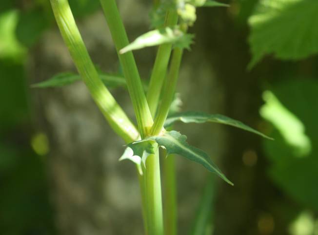 Sonchus asper (Asteraceae)