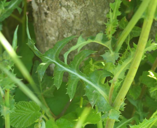 Sonchus asper (Asteraceae)