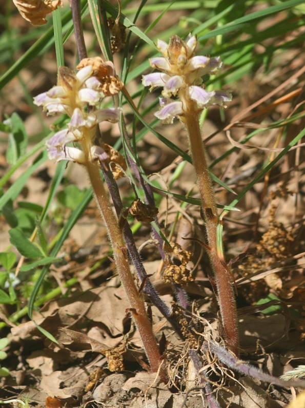 Orobanche da identificare. O. minor?