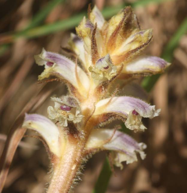 Orobanche da identificare. O. minor?